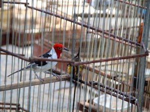 Três caçadores são presos e 850 animais silvestres resgatados em Alagoas