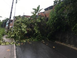 [Vídeo] Queda de árvore bloqueia trânsito na Ladeira da Moenda, em Maceió