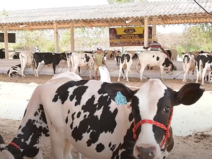 [Vídeo] Expo Bacia Leiteira realizada em Batalha aquece o setor agropecuário em AL