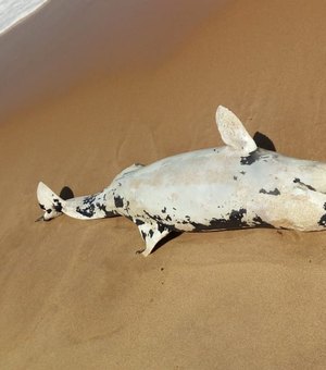 Golfinho é encontrado morto na praia de Cruz das Almas