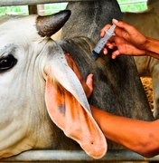 Secretaria de Agricultura informa nova data para vacinação contra aftosa