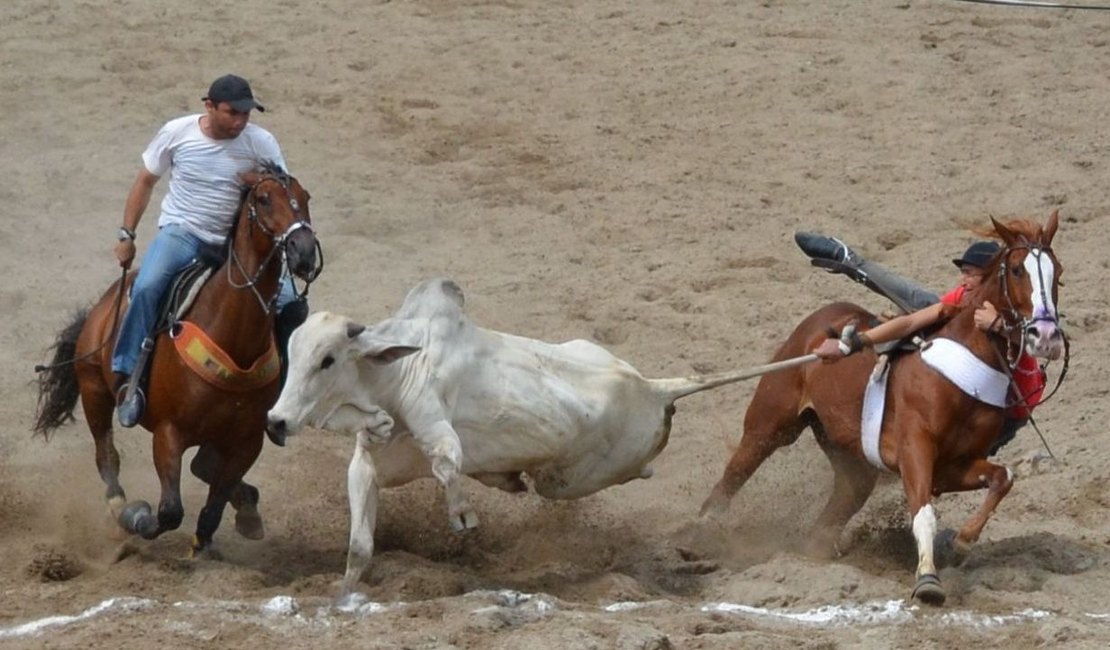 Alagoas retoma treinamentos e competições de esportes equestres