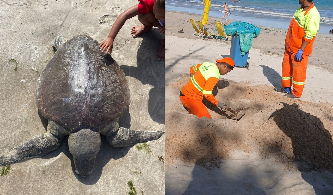 Tartaruga-oliva é encontrada morta na orla da Pajuçara, em Maceió