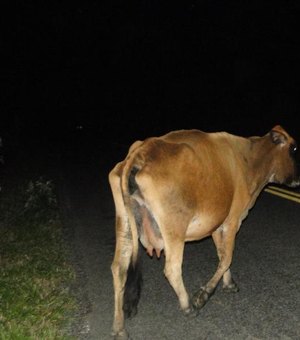 Veículo mata vaca após colisão frontal na zona rural de Palmeira