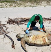 Tartarugas são encontradas mortas em praias do litoral sul de Alagoas