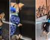 [Vídeo] Cachorro vira 'cãoguru' na hora do passeio e faz sucesso nas redes sociais