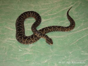 Cobra da espécie jararaca é capturada por bombeiros em residência de Penedo 