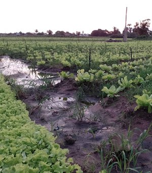 [Vídeo] Excesso de chuvas provoca estragos nas lavouras de hortaliças em Arapiraca