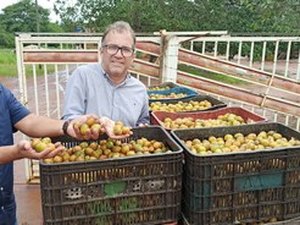 Produção de umbu-cajá é destaque em projeto Rota da Fruticultura Alagoana