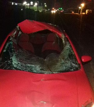 Animal na rodovia provoca acidente, em Arapiraca