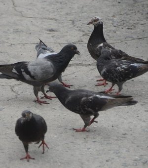 [Vídeo] População de pombos cresce em Arapiraca e acende alerta para riscos à saúde