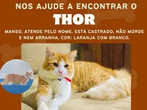 Arapiraca: Tutora de gato chamado Thor procura por animal que está desaparecido