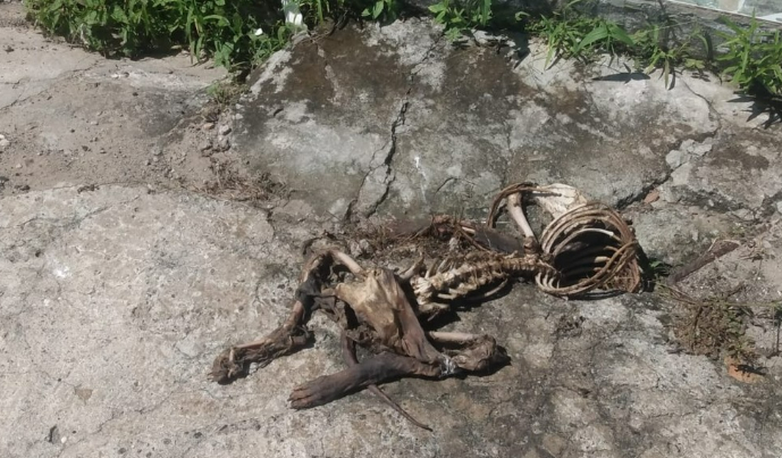 PC identifica autores de descarte irregular de animais mortos