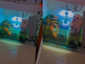 Cadela cai em aquário ao tentar “nadar” com irmãos pets