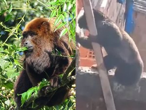 Além do bugio, veja outras espécies ‘diferentes’ de macacos encontradas em AL