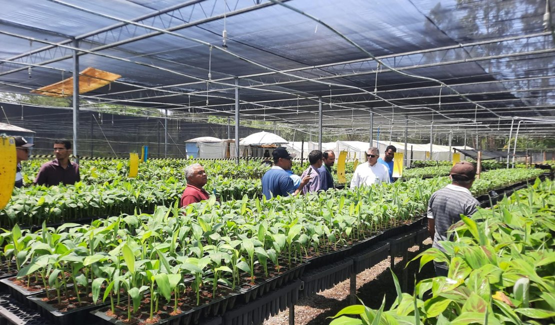 Adeal e produtores de banana de Igreja Nova e Coruripe realizam visita técnica em Sergipe