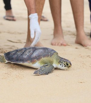 MP e MPF participam de soltura de tartaruga marinha e reafirmam importância de Plano de Ação Estadual