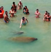 Crime ambiental: banhistas são flagrados cercando peixes-boi na praia de AL
