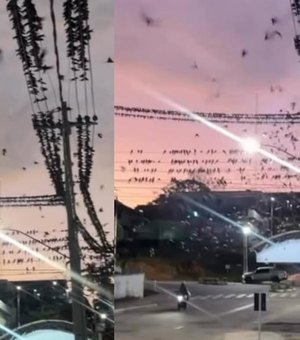 Jovem filma entardecer com céu tomado por andorinhas no Acre