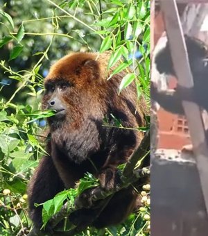 Além do bugio, veja outras espécies ‘diferentes’ de macacos encontradas em AL