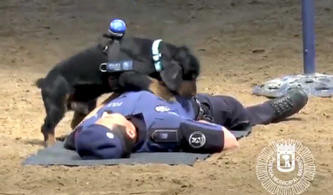 [Vídeo] Cãozinho policial aprende a fazer massagem cardíaca