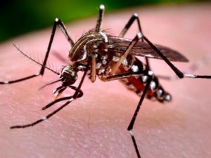 Chikungunya: 2 de cada 5 Municípios brasileiros têm casos da doença