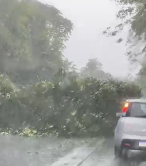 Chuva derruba árvores na BR - 104 e deixa trânsito lento