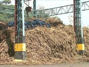 Boletim apresenta queda de mais de 12% na safra 15/16 em Alagoas