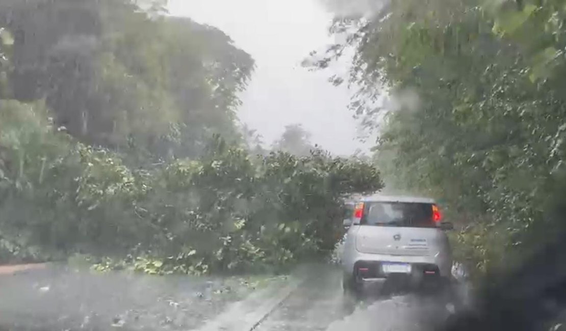 Diversos trechos de rodovias são interditados em Alagoas após chuvas