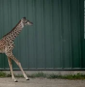 Filhote de girafa ameaçada de extinção nasce em zoológico nos EUA