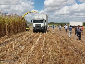 Alagoas teve participação de 0,1% na safra nacional em agosto, segundo IBGE