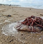 Água-viva queima adolescente na Praia do Francês e menina é socorrida