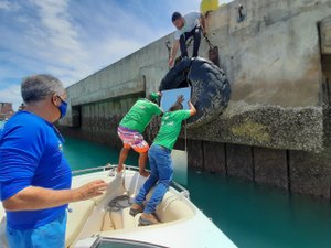 IMA instala placas de metal no Porto de Maceió para monitorar espécie de coral exótica