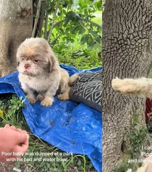 Cão espera por tutor em parque e abandono comove a internet