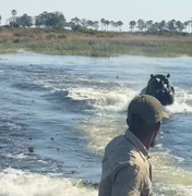 Hipopótamo persegue barco de turistas em rio de Botsuana, no Sul da África