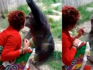Mulher é banida de zoo por relação afetiva com Chimpanzé: 'Ele me ama'