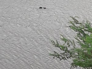 Populares encontram corpo boiando no rio Mundaú, em União dos Palmares