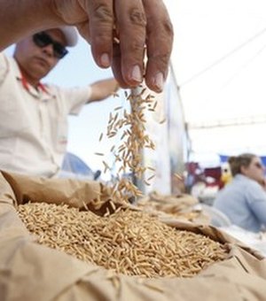 Programa Planta Alagoas fará entrega simbólica das sementes de arroz em Igreja Nova