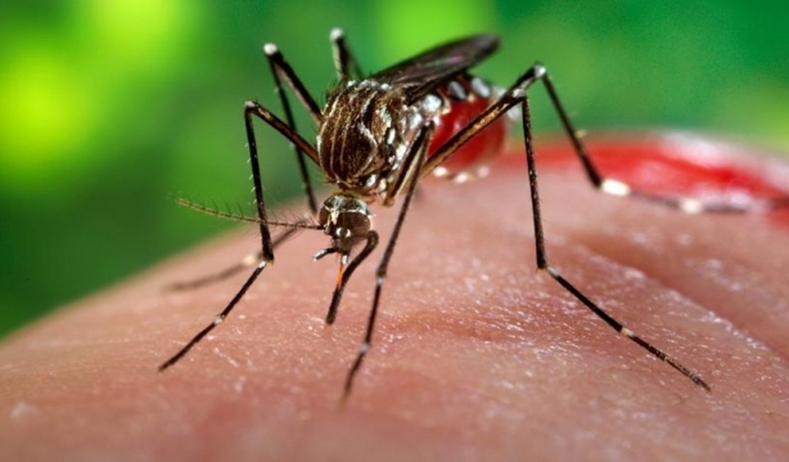 Arapiraca está entre os municípios com risco de surto de dengue, zika e Chikungunya
