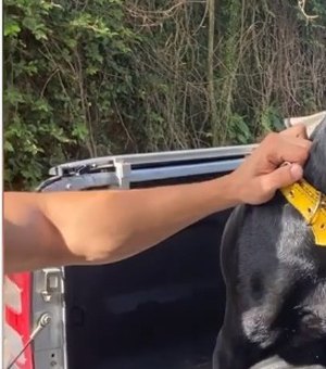 Polícia resgata cachorro que ficava preso para transfusões sanguíneas
