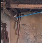 Aves silvestres são resgatadas pelo BPA durante fiscalização ambiental em Maceió