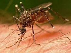 Arapiraca convoca moradores contra a dengue