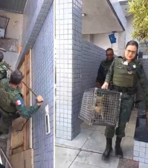 Raposa fica presa em lixeira de prédio na Serraria e é resgatada pelo BPA