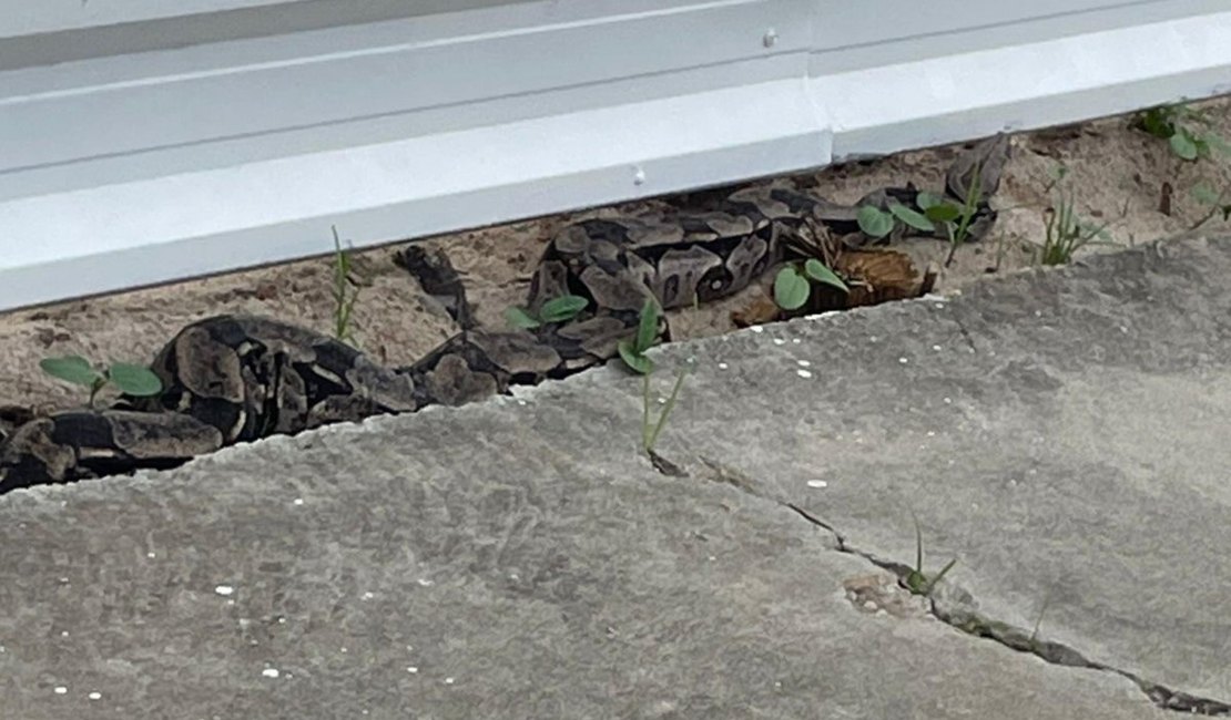 Jibóia com mais de dois metros é resgatada pela Polícia Militar nas ruas de Maceió