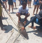 Capivara é resgatada na praia de Maragogi
