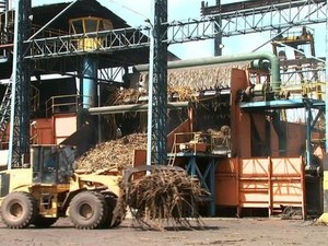 Sem chuva, quebra de produção será maior na safra de cana 15/16 em AL