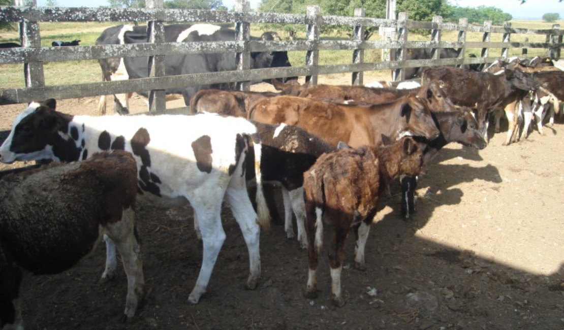 Adeal anuncia a primeira etapa da campanha de vacinação contra a brucelose