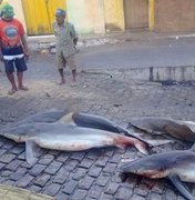 Pescadores capturam quatro tubarões em Piaçabuçu