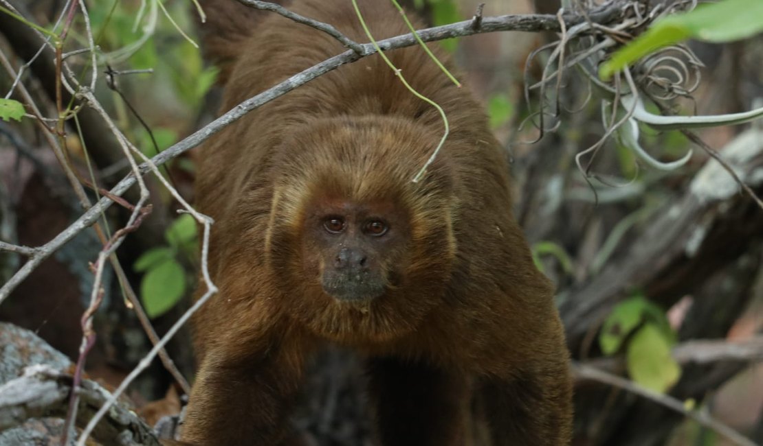 FPI inicia plano de conservação de espécie de primata ameaçada