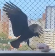Urubu tenta 'roubar' carne que descongelava na varanda de apartamento em Fortaleza